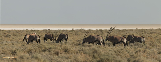 Oryx along Etosha Pan - Click to open panorama !