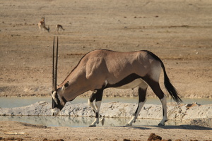 Oryx / Gemsbok