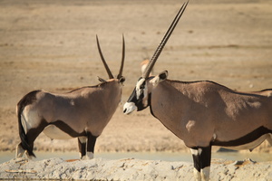 Oryx / Gemsboks