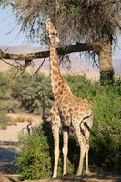 Desert Giraffe