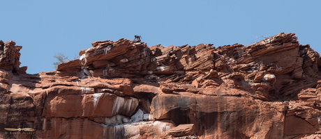 Baboons at Twyfelfontein