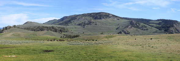 Bisons herd in the Lamar Valley