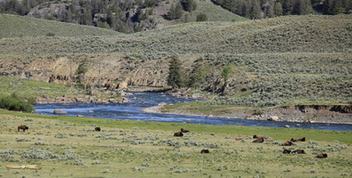 Bison along the Lamar River