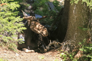 Young Moose in the shade