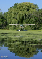 Cessna 185 Skywagon & willow tree
