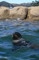 Fur seal in Abel Tasman National Park