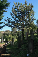 Bolton st cemetery