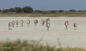 Zebras on Fisher's Pan - Click to open panorama !