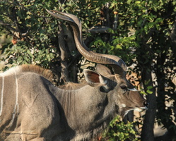 Great Kudu