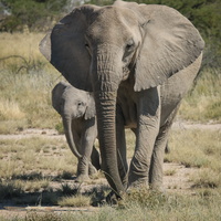 Elephant with cubs