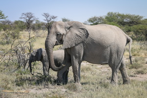 Elephant with cubs