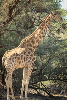 Desert Giraffe