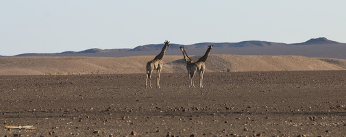 Desert giraffes
