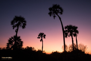 Palmtrees sunset
