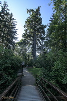 Big Spruce Tree, 58m (191ft)