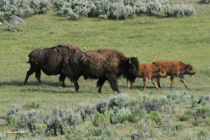 Bisons herd in the Lamar Valley
