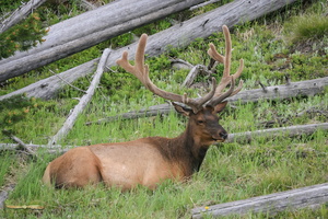 Bull elk