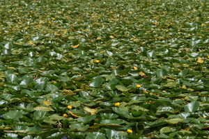 Water lilys on Swan Lake