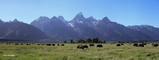 Bison Herd below Teton range - Click to zoom !