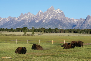 Bison Herd below Teton range