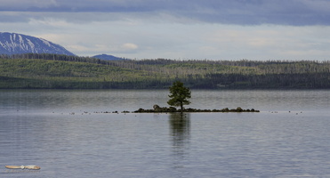 Lone Tree on Yellowstone Lake