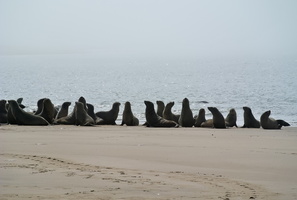 Seals of the Skeleton Coast, Walvis Bay