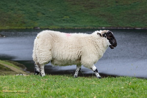 Sheeps over Lough Reelan