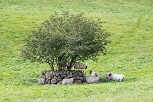 Sheep tree