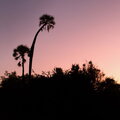 Palmtrees sunset - Palwag - Namibia - 2015