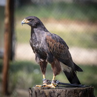 Nature - Outdoor - Wildlife